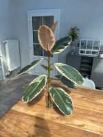 Ficus Elastica Tineke / Gummibaum Kopfsteckling Nordrhein-Westfalen - Herne Vorschau