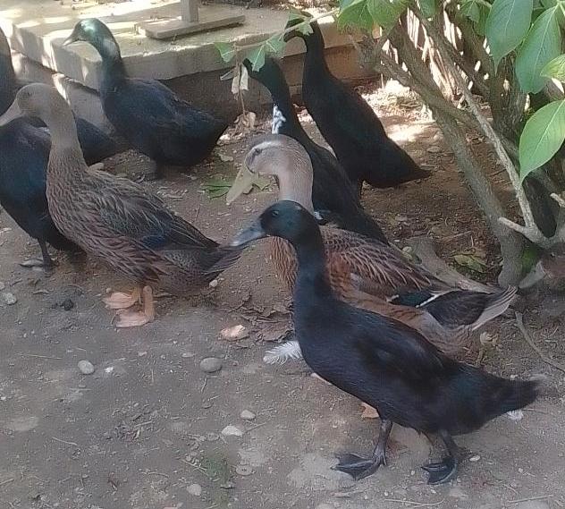kalkmurmeln Enten Cayuga Pommernenten Schopfenten Laufenten in Mühldorf a.Inn