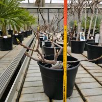 Feigenbaum Ficus carica verschiedene Größen Hessen - Wiesbaden Vorschau