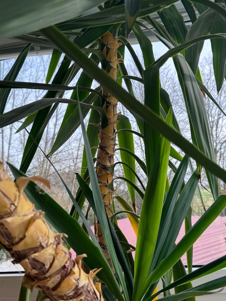 Riesen Palmlilie in Wiesbaden
