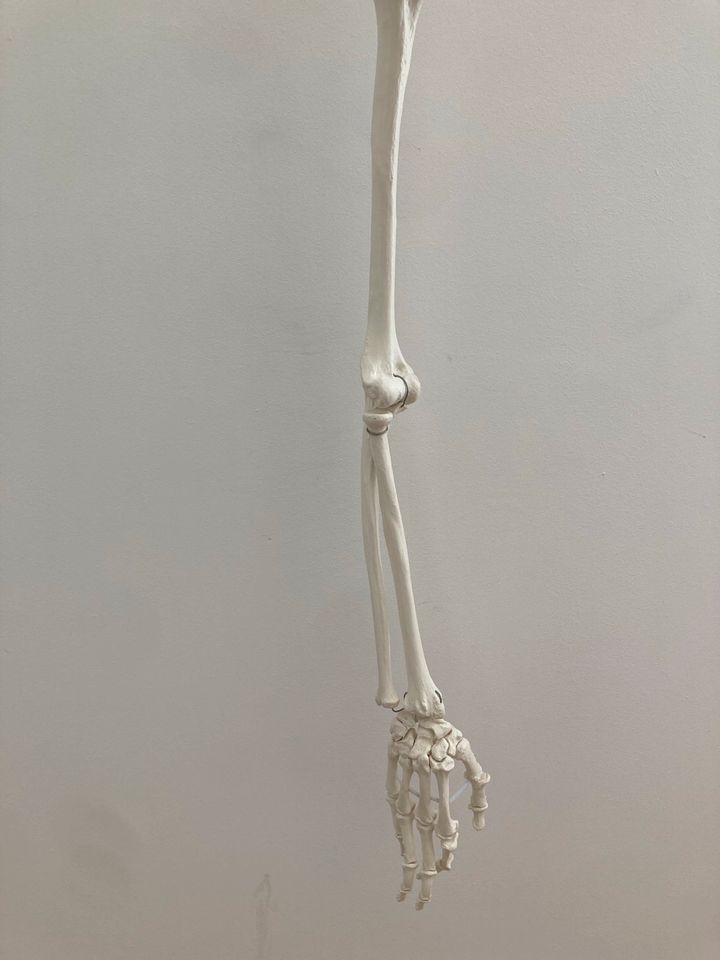 Anatomiemodell Arm in Berlin