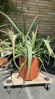 Aloe Vera Pflanze mit zahlreichen Ablegern inkl. Topf Nordrhein-Westfalen - Neuss Vorschau