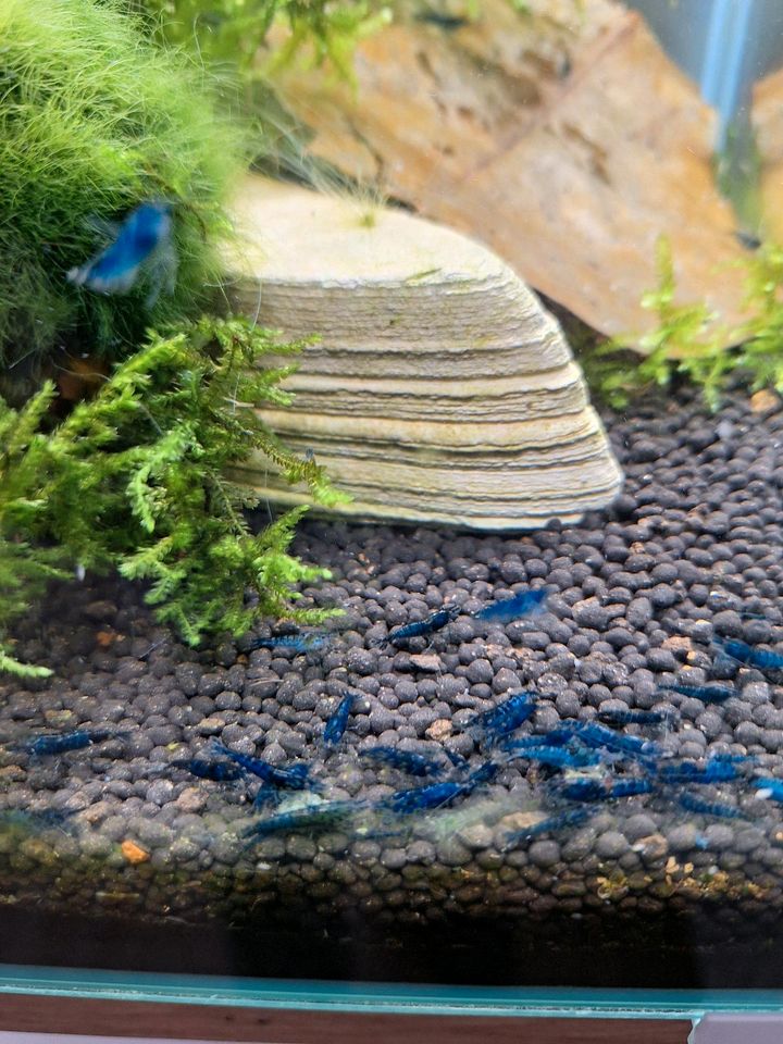 Caridina davidi Blue dream in Metzingen