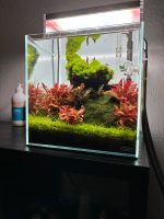 Aquascape 30C ADA Aquarium Garnelen Bayern - Bindlach Vorschau