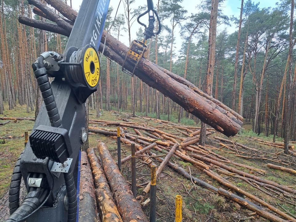 Verkaufe Kaminholz Brennholz Kiefer in Bad Belzig