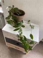 Hoya / Porzellanblume Bayern - Waldmünchen Vorschau