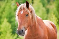 Wir suchen ein Pflege Pferd Hessen - Fritzlar Vorschau