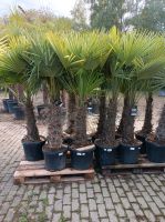 Winterharte Hanfpalme Trachycarpus Fortunei Palme ca 2m Nordrhein-Westfalen - Nordkirchen Vorschau