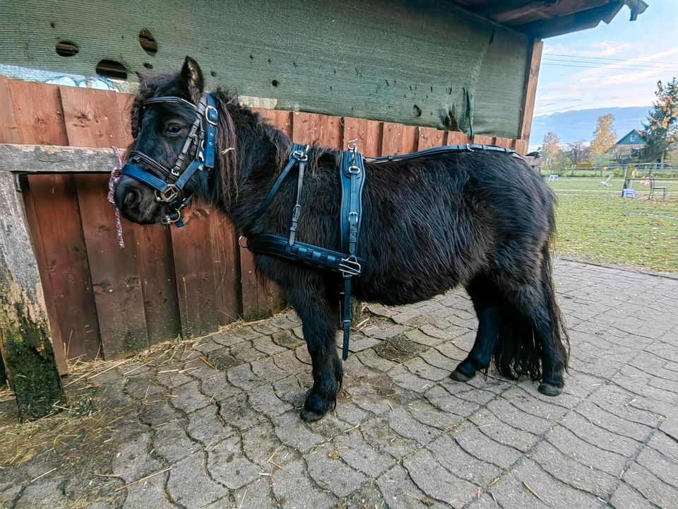 Shetty gig , shetty kutsche und sämtliches zubehör in Steinhagen