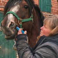 Erste Hilfe für Pferde - Tagesseminar Brandenburg - Wiesenburg/Mark Vorschau