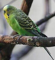 Melopsittacus undulatus / Wellensittiche Nordrhein-Westfalen - Löhne Vorschau