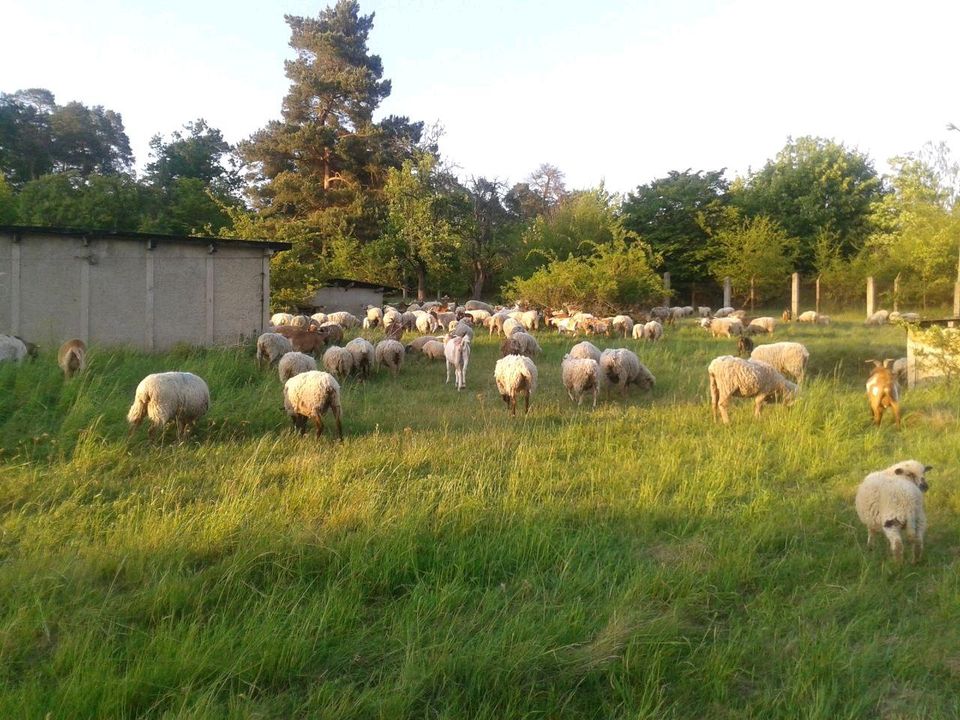 Bebautes, sehr großes Grundstück im Harzvorland in Halberstadt