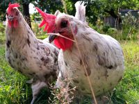 Eier von wirklich glücklichen Hennen - Haltung weit über Bio Niedersachsen - Stelle Vorschau