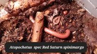 Atapochetus Red Saturn Tausendfüsser Sachsen-Anhalt - Calbe (Saale) Vorschau