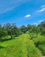 Gras /Weidefläche Baden-Württemberg - Bad Mergentheim Vorschau