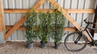 Ilex-Hecke als Alternative zu Kirschlorbeer & Thuja Kreis Pinneberg - Ellerhoop Vorschau