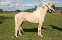 American Miniature Horse Stute, Original AMHA, Palomino Pinto Baden-Württemberg - Balingen Vorschau