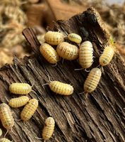 Asseln Armadillidium Vulgare T+ Albino Bodenpolizei für Terrarium Hessen - Eppstein Vorschau