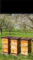 Bienenvölker Zander Bayern - Landensberg Vorschau