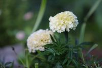 15 Samen Tagetes Kilimandscharo,Weiß,Bienenwiese,Kübel,Beet Saarland - Großrosseln Vorschau