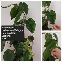 Alocasia, Philodendron, Monstera, Stecklinge, Rhizome Bayern - Mindelstetten Vorschau