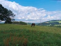 SUCHEN Haus/Hof in Meschede (+25km) Nordrhein-Westfalen - Meschede Vorschau