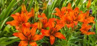 BLUMEN LILIEN SETZLINGE MIT WURZELN WINTERHART 15 Stk 10€ Rheinland-Pfalz - Schwegenheim Vorschau