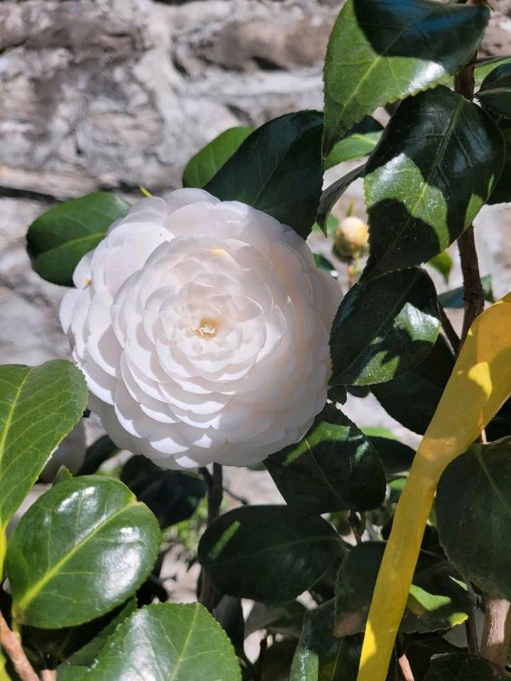 Camelia Kamelie Pflanze Gartenpflanze Balkonpflanze in München