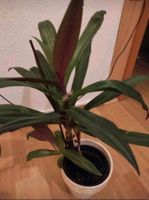Eine frisch gewachsene Pflanze wie Orchidee Köln - Chorweiler Vorschau