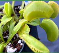 'Green Microdent' Dionaea muscipula Venusfliegenfalle Saarland - Sulzbach (Saar) Vorschau