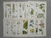 Lithographie, Botanik, Pflanzen, Natur, an Baden-Württemberg - Karlsruhe Vorschau