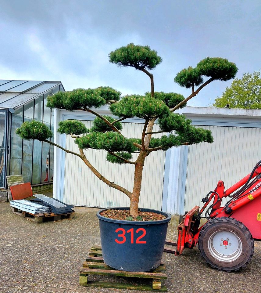 Berg-Kiefer Bonsai Gartenbonsai in Wardenburg