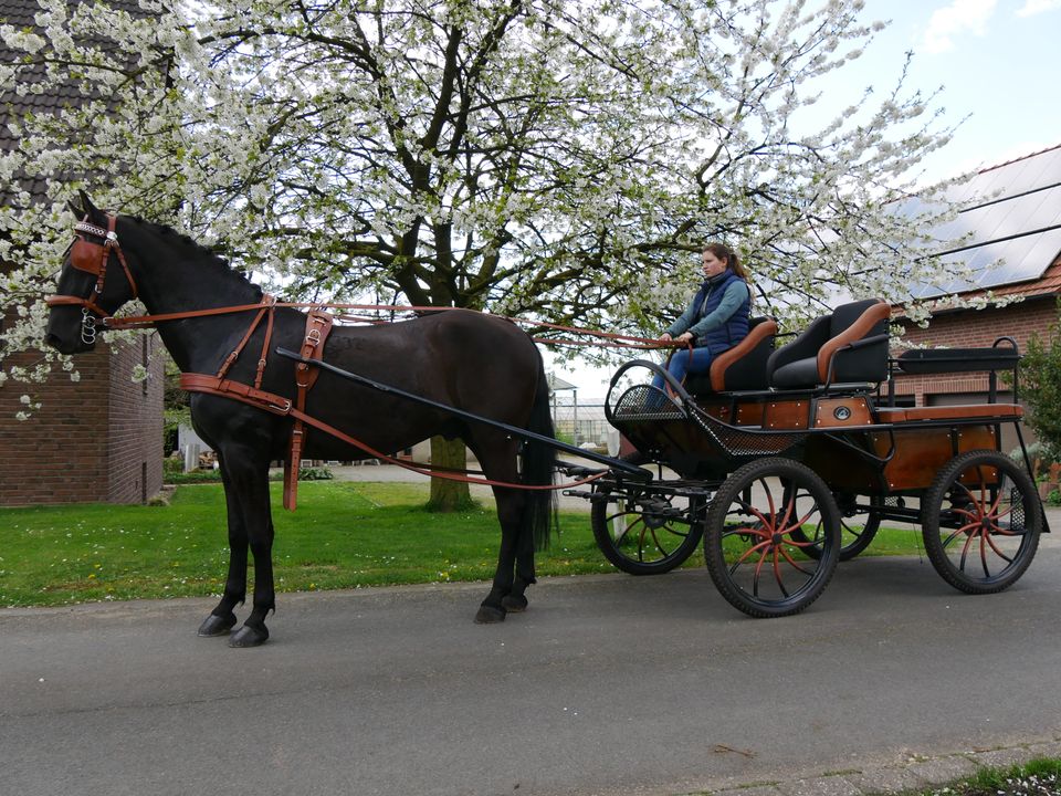 Fahrpferd, Rappe, Freizeitpferd, Einspänner, Kutschpferd in Dorsten