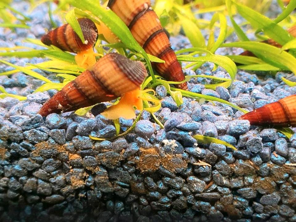 Tylomelania Orange Goldene Turmdeckelschnecke,Felsenschnecke in Nußloch