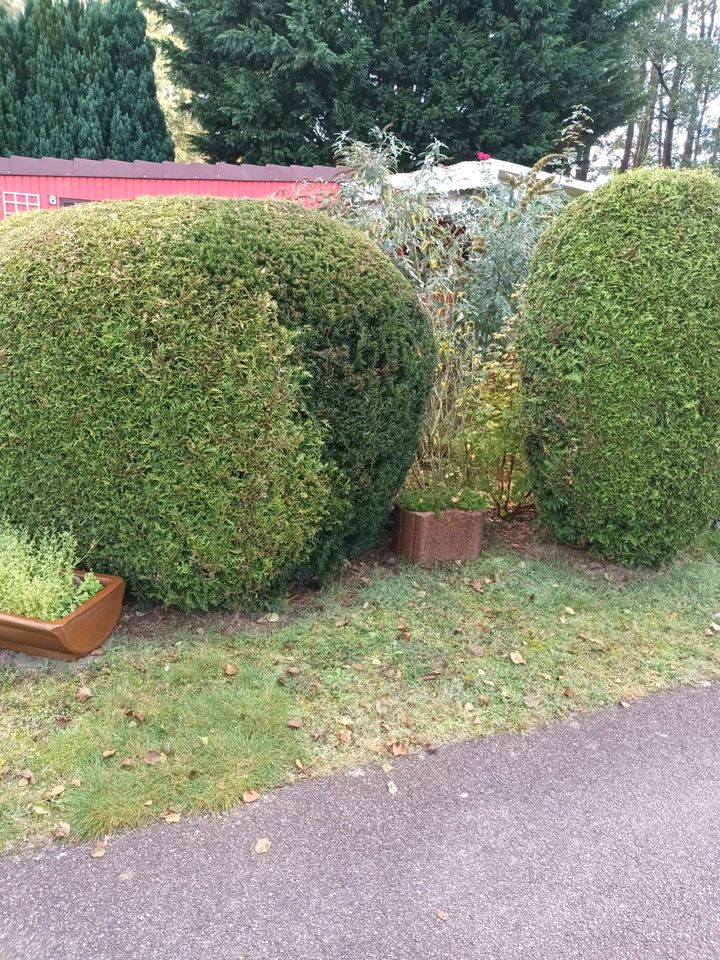 Gartenpflege Hecke schneiden in Achim