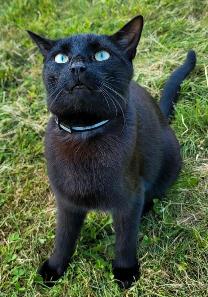 schwarze Katze vermisst in Königsbrunn