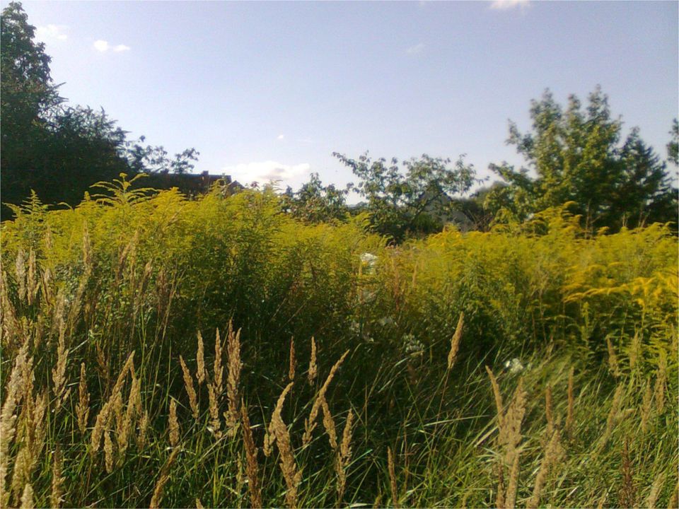 Selbstversorger Bio-Garten / Gemüsegarten / Nutzgarten / Garten in Tribsees