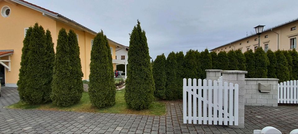 Thuja Smaragd in Obing