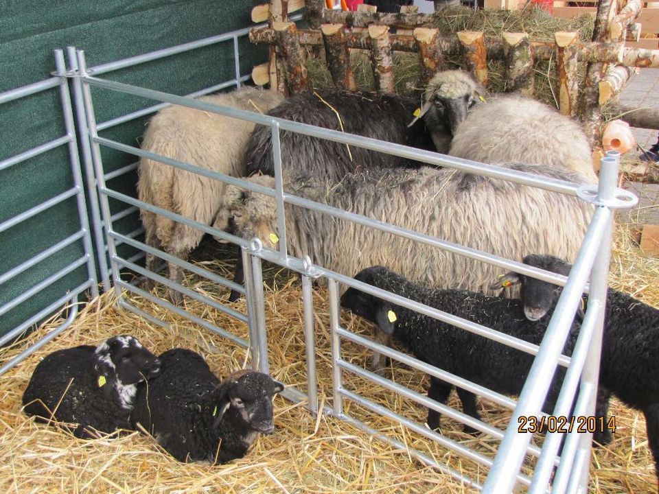 Steckfix-Horden für Schafe, Ziegen, Kälber, Ponys und Esel in Schotten