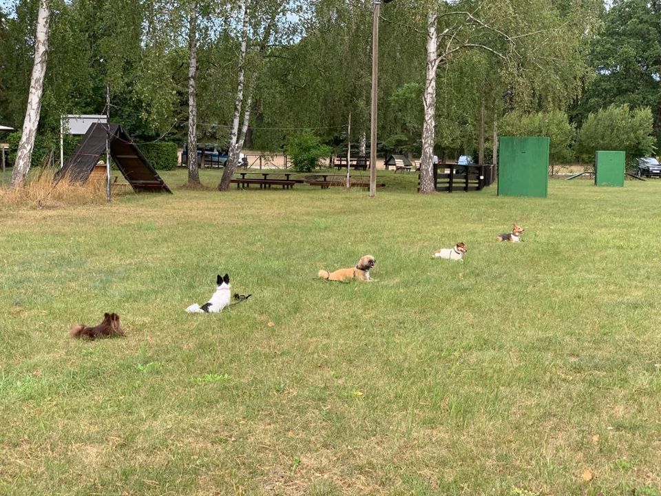 Hundeschule , Hundetraining in Oranienburg , Oberhavel , Berlin in Oranienburg