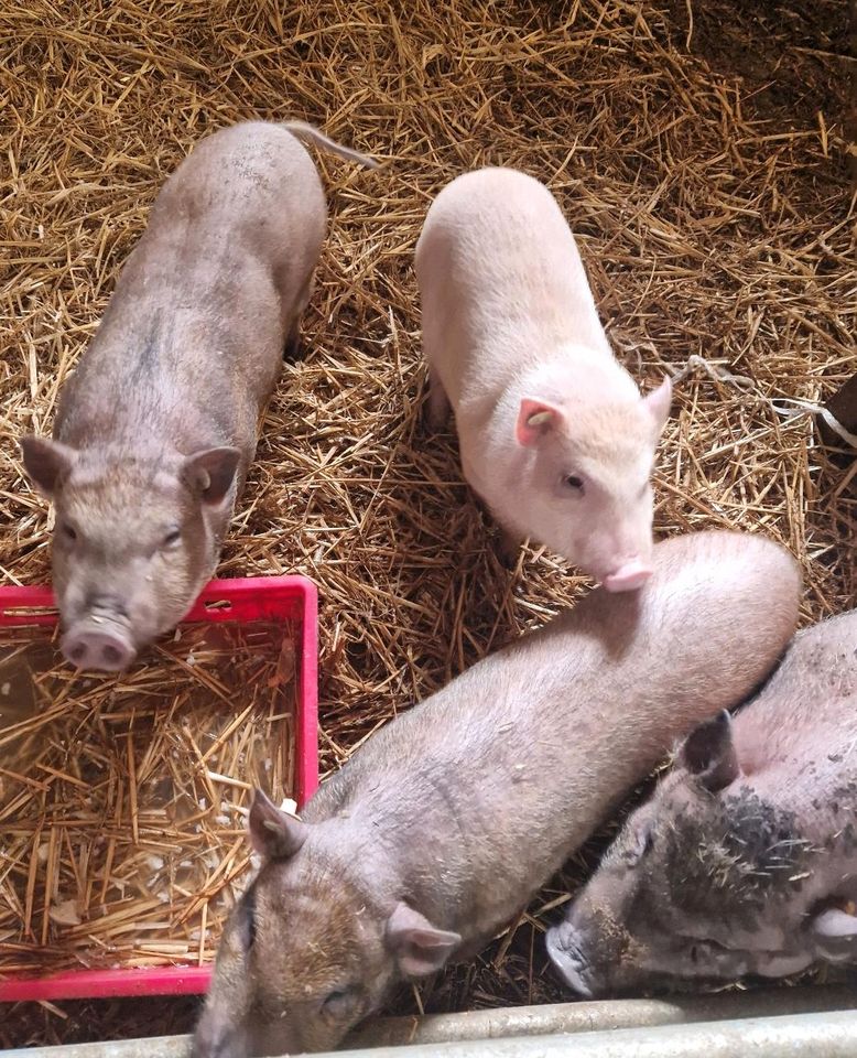 Mini Schweine zu verkaufen in Marsberg