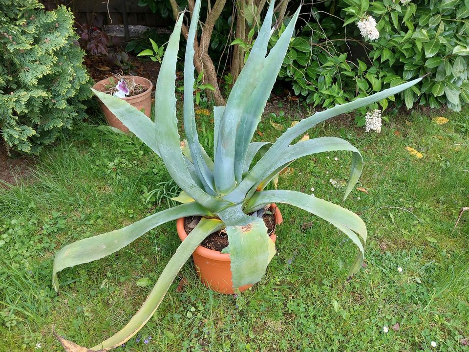 Große Agave, Pflanzen in Heidenau