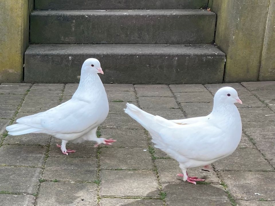 Weiße Tauben in Wierschem