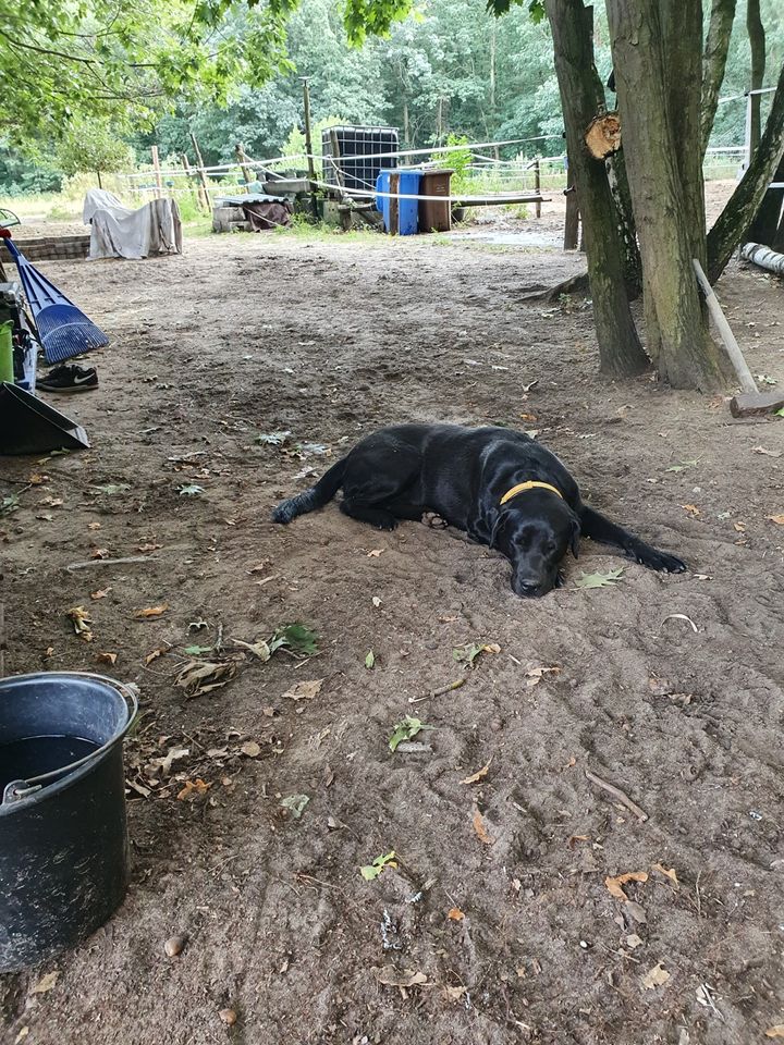 Labrador Retriever in Berlin