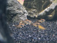 Metallpanzerwels Nachwuchs fürs Aquarium (Mutter Albino) Nordrhein-Westfalen - Mönchengladbach Vorschau