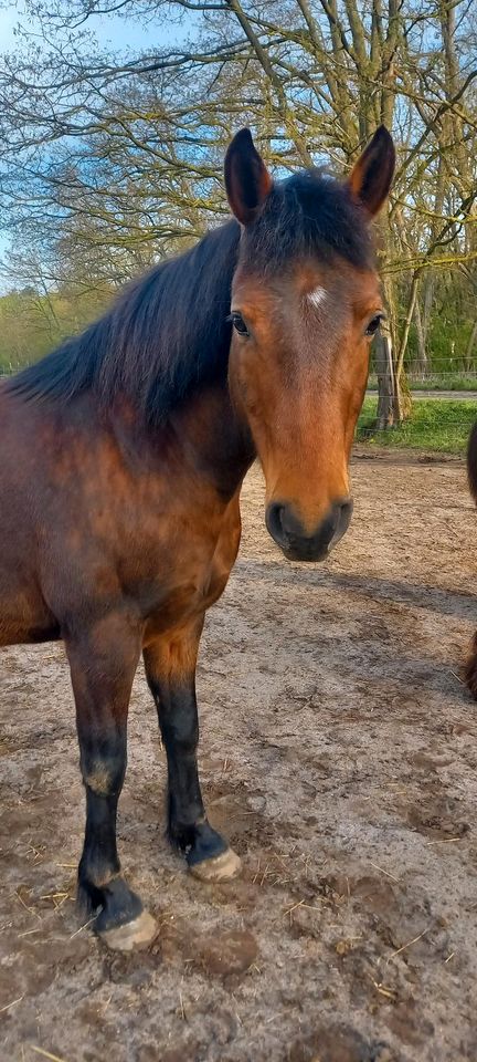 DRP Wallach | 13 Jahre | 1.46 | Deutsches Reitpony in Teupitz-Tornow