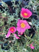 PortulakRöschen? Blüten Pflanze BauernGarten rot rosa Brandenburg - Teltow Vorschau