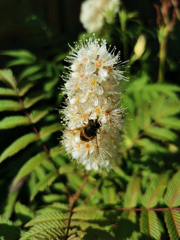 Kompakte Fiederspiere Sorbaria sorbifolia "Sem" im Ø 30cm Tontopf in Melle