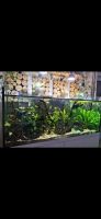Offenes (Schildkröten-)Aquarium 180x60x80 mit weißem Unterschrank Bayern - Stammham b. Ingolstadt Vorschau