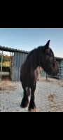 Suche Pflegebeteiligung (Pferd sucht Mensch) Bayern - Straubing Vorschau